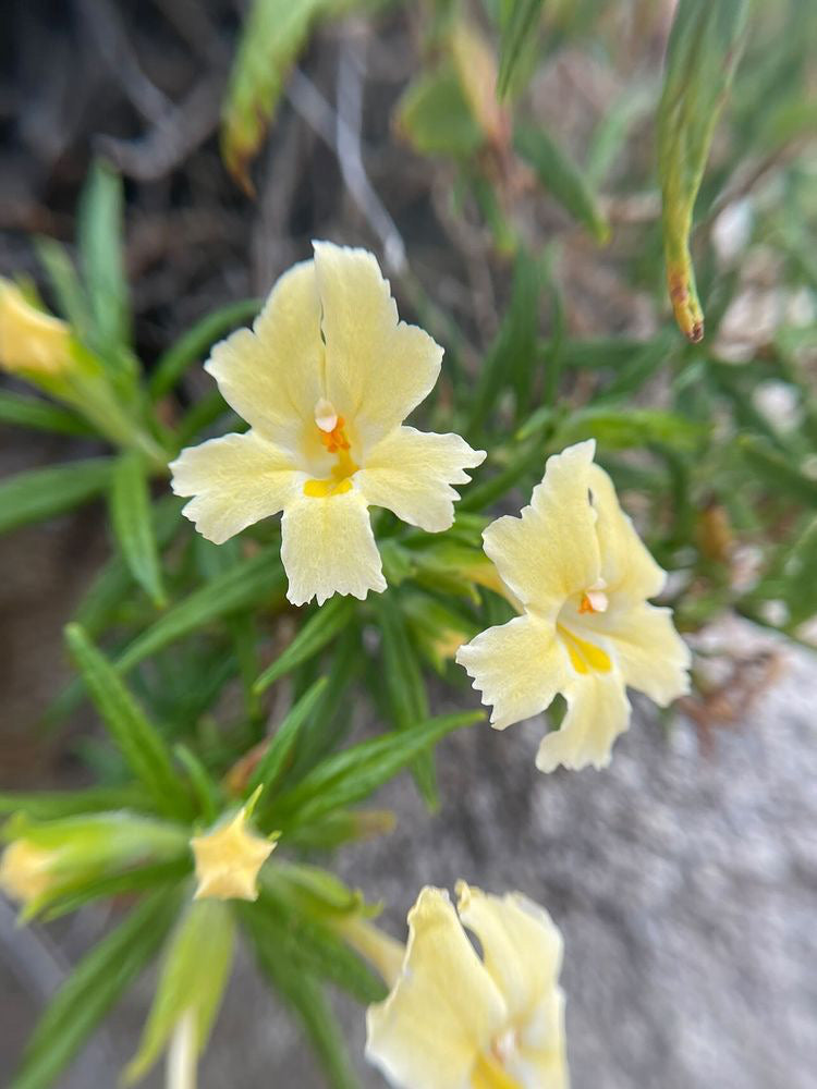 High Desert-Hardened Plants