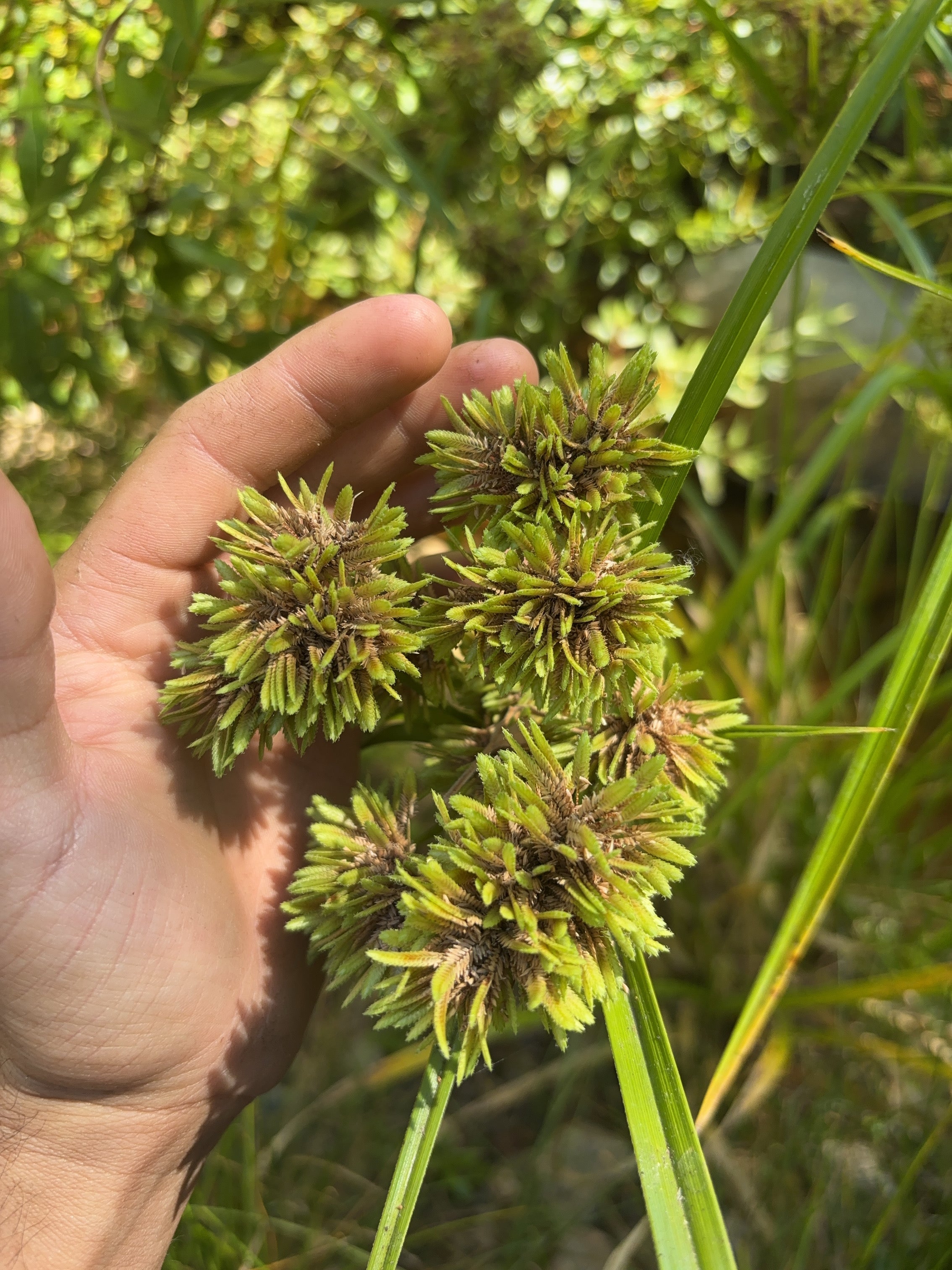High Desert-Hardened Seeds