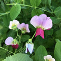 Austrian Winter Pea