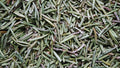 Rosemary Hair and Skin Oil