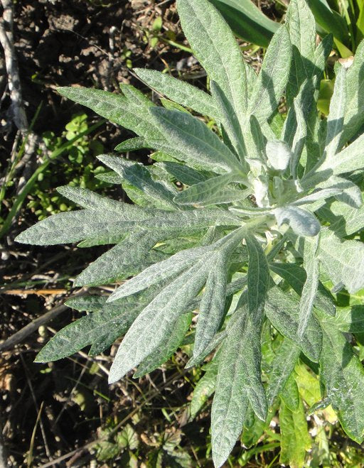 California Mugwort