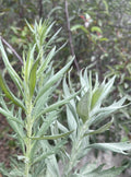 California Mugwort