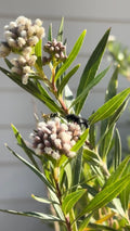 Mulefat