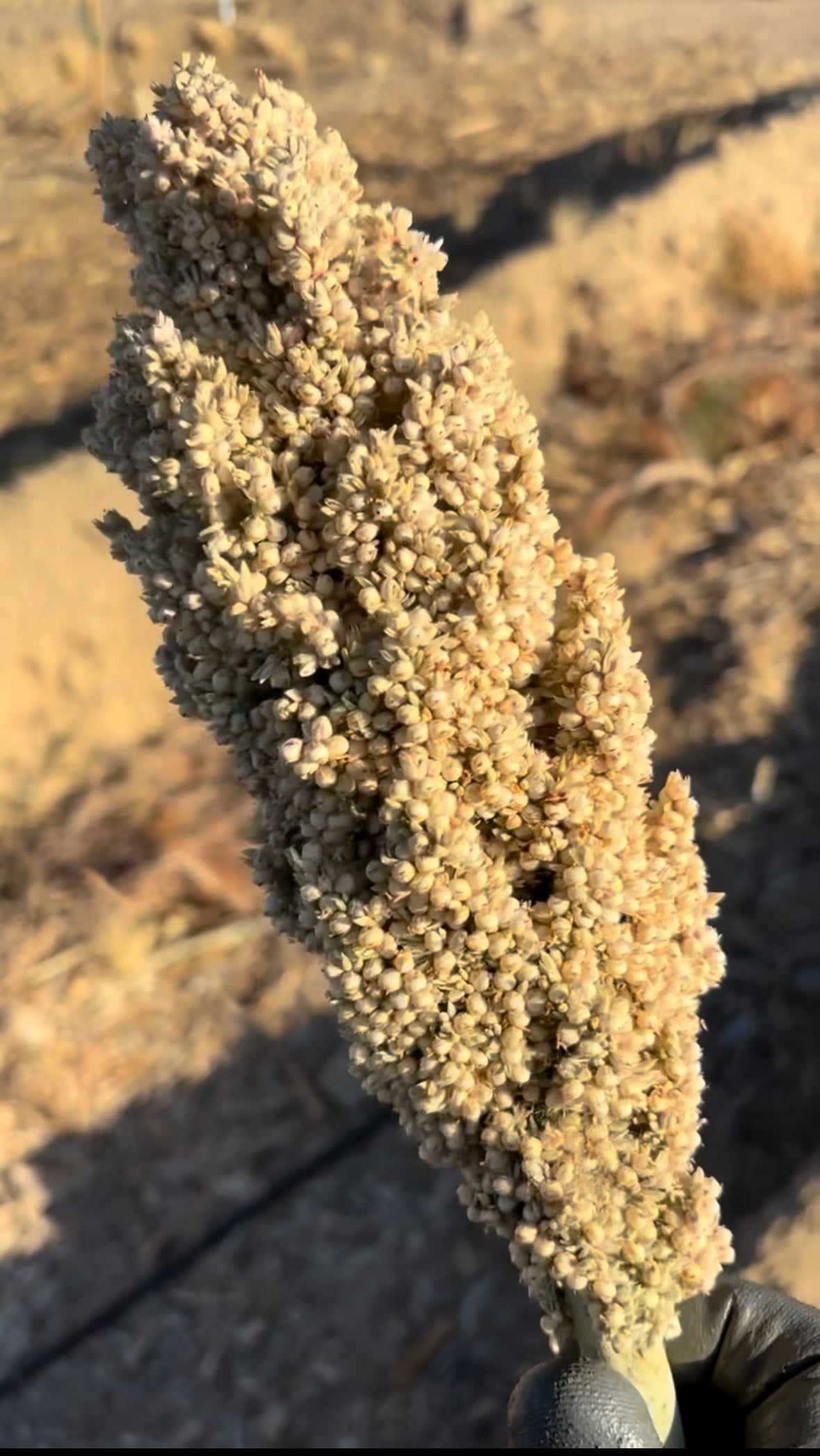 Sorghum Landrace Mix