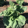 Mexican Mountain Spinach (Orache)