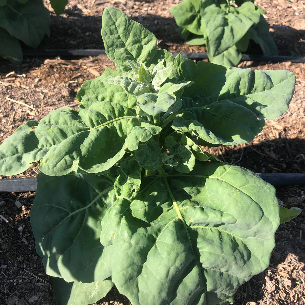 Mexican Mountain Spinach (Orache)