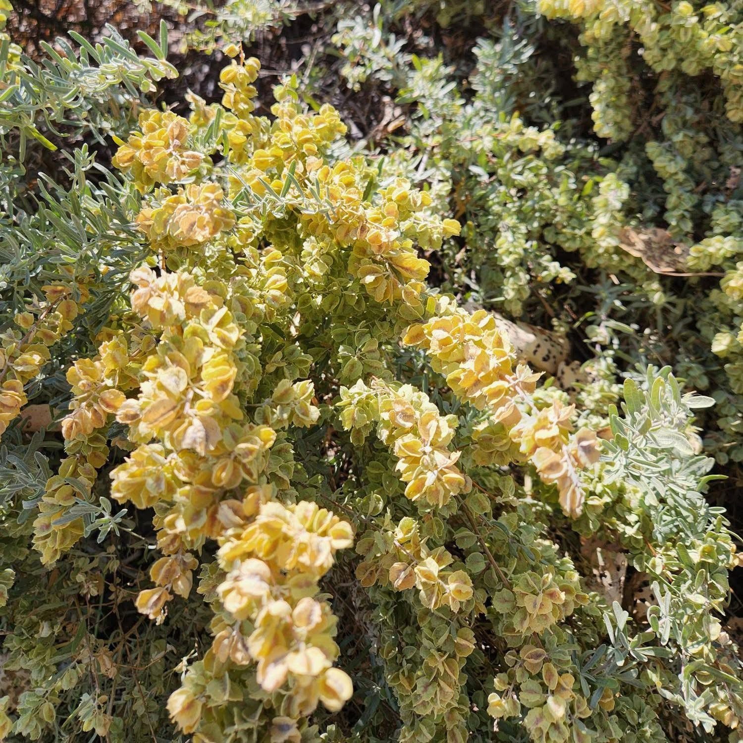 Fourwing Saltbush