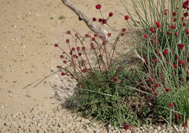 Salad Burnet