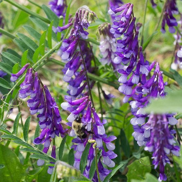 Hairy Vetch