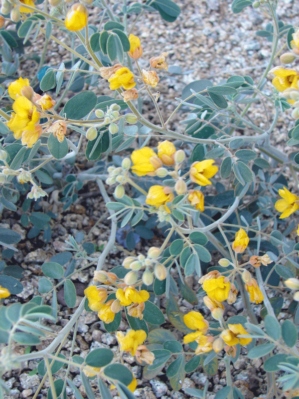 Desert Senna