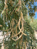 Velvet Mesquite