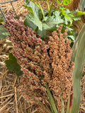 Sorghum Landrace Mix