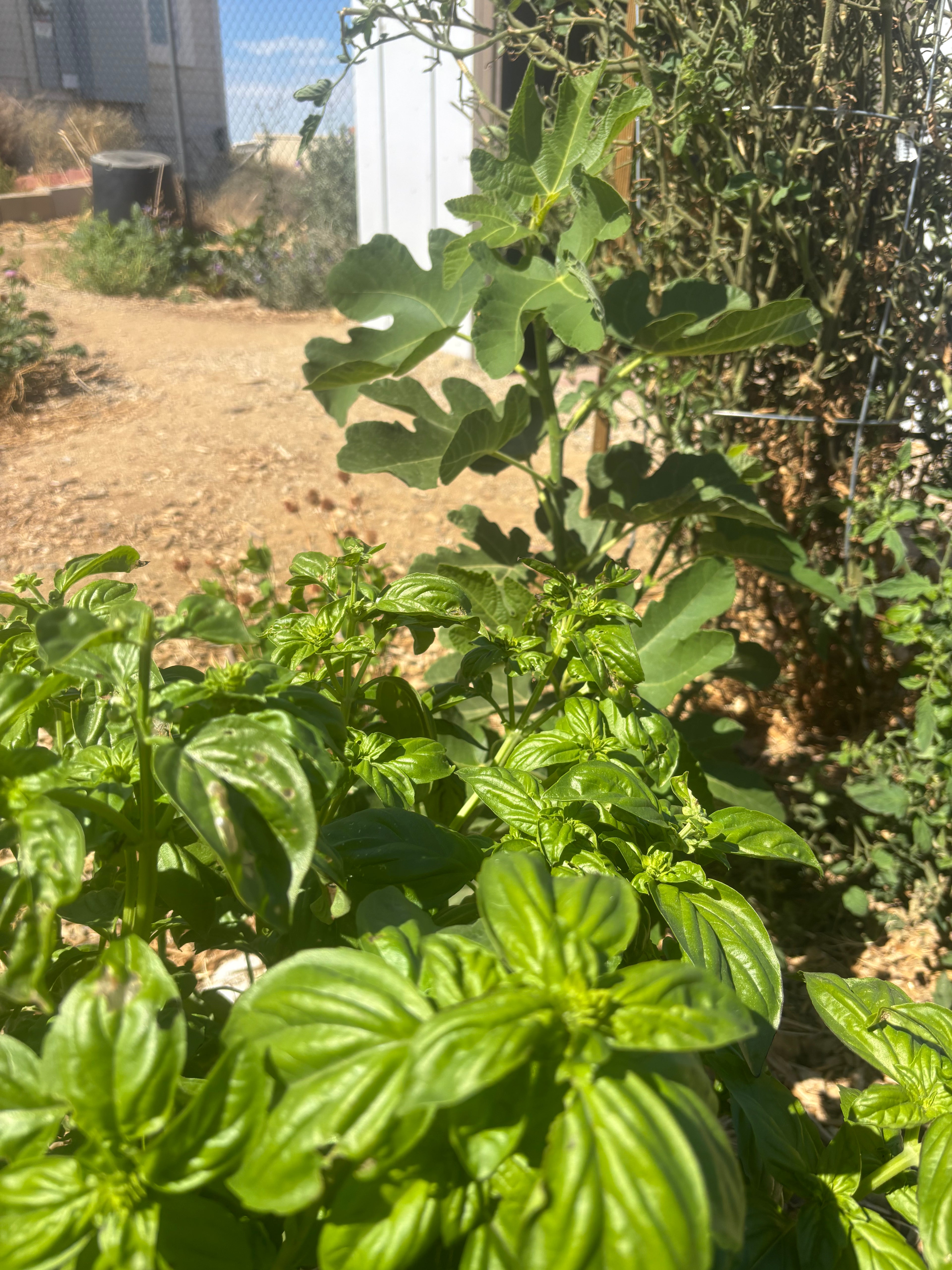 Large Leaf Italian Basil