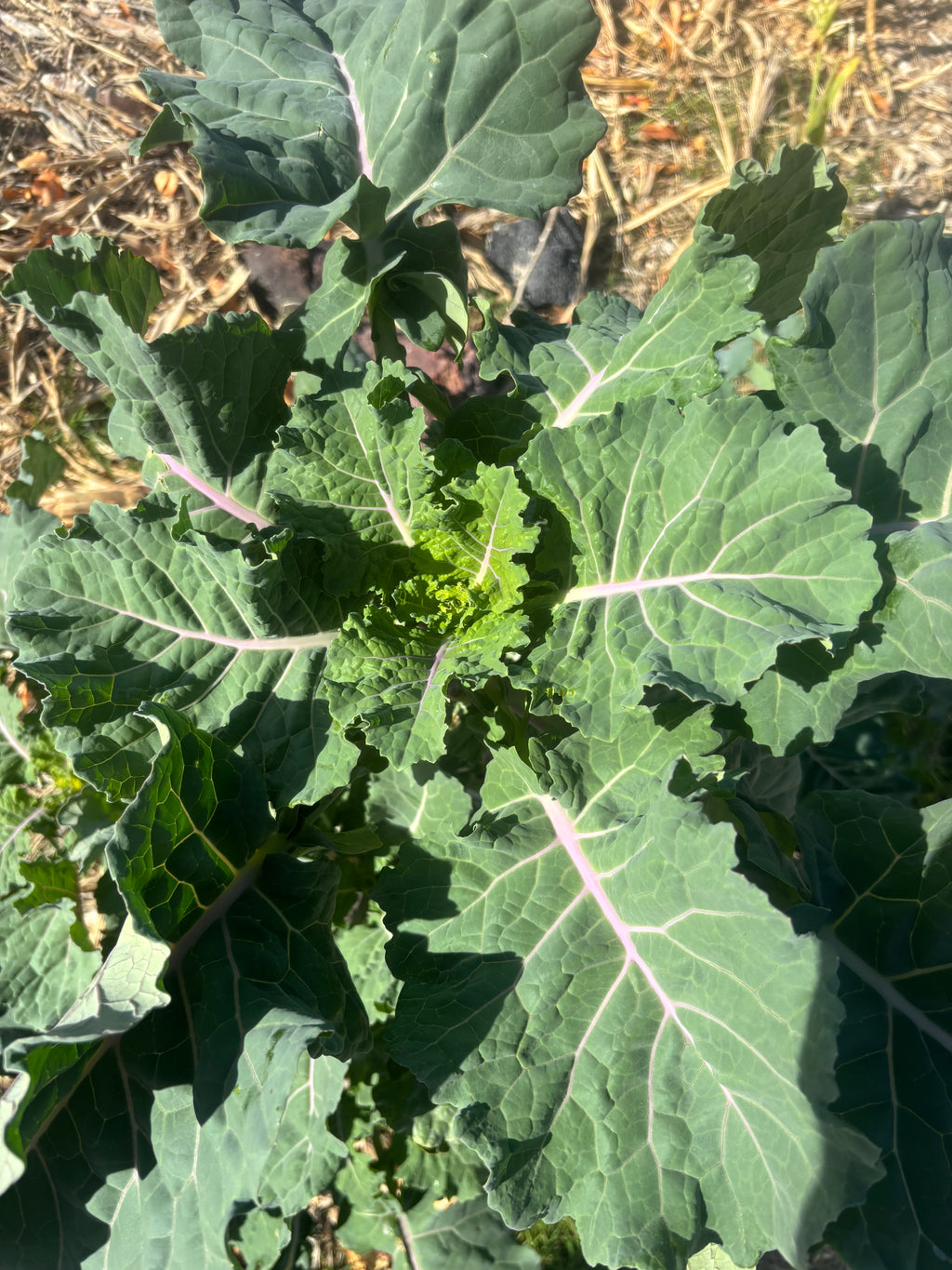 High Desert Tree Collard Landrace