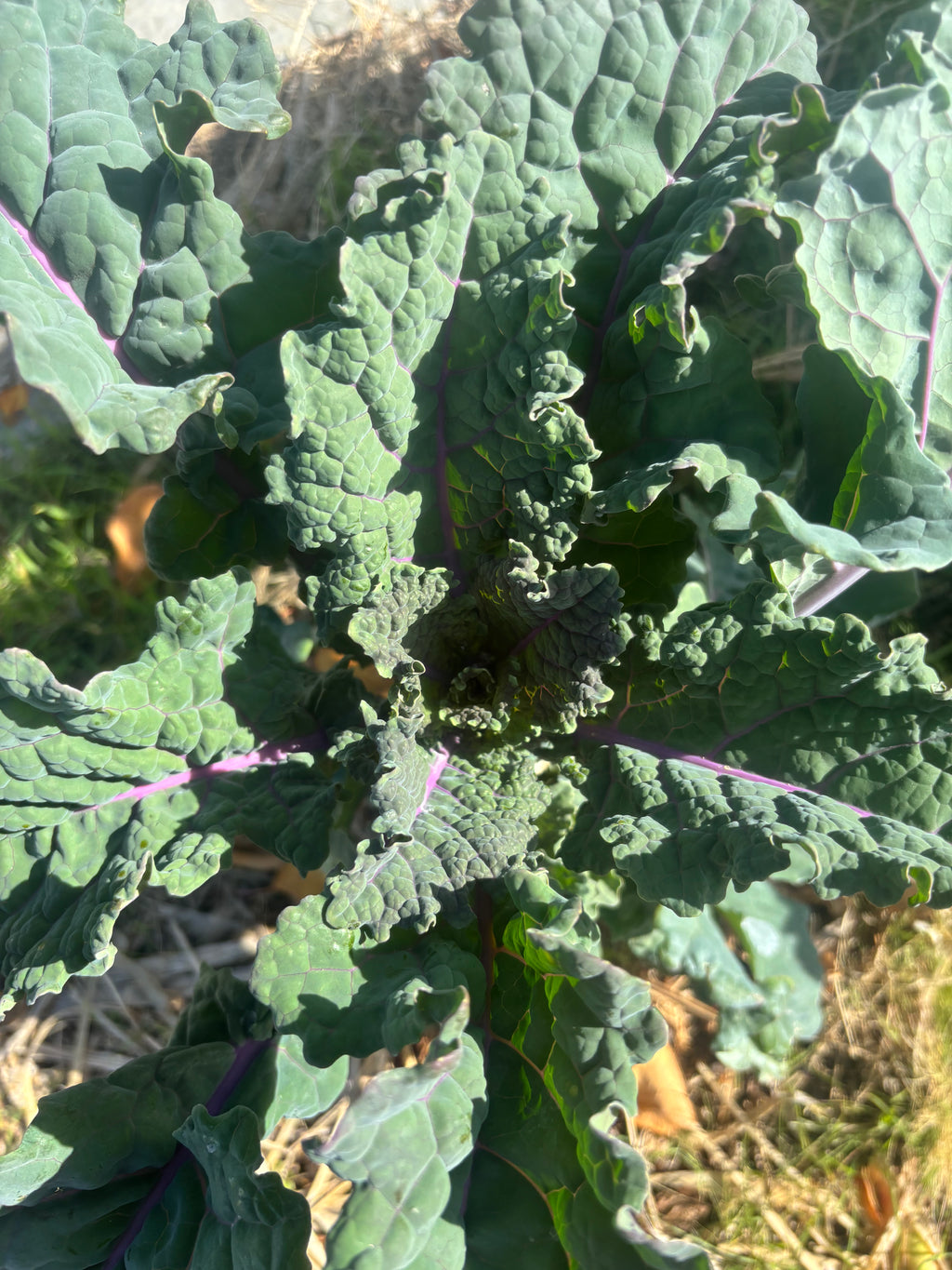 High Desert Tree Collard Landrace