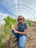 Daikon Radish