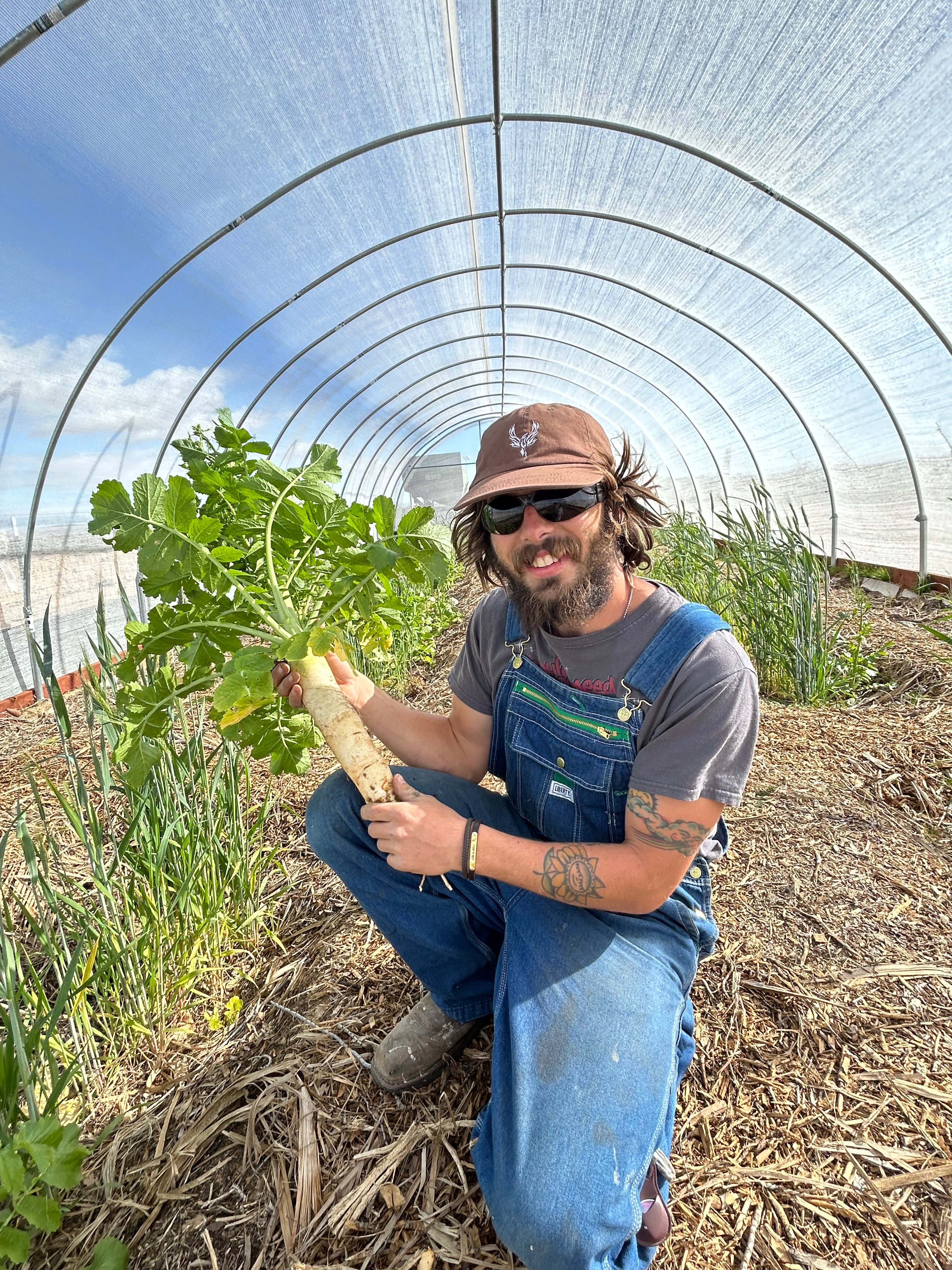 Daikon Radish