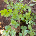 Cilantro