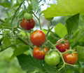 Isfahan Persian Heirloom Tomato